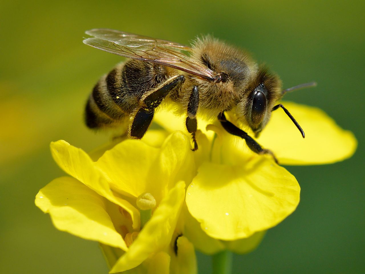 Abeille domestique (Apis mellifera) Abeille domestique (Apis mellifera)
