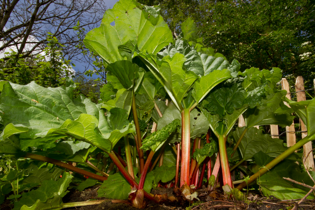 Rhubarbe