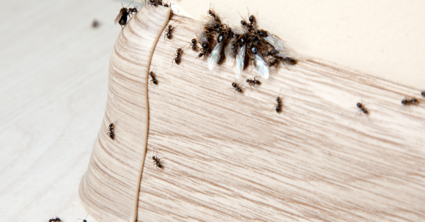 Comment se débarrasser des fourmis : 10 astuces