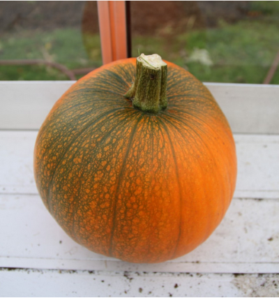 hybridation de courge 