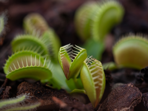 Plante tue-mouches