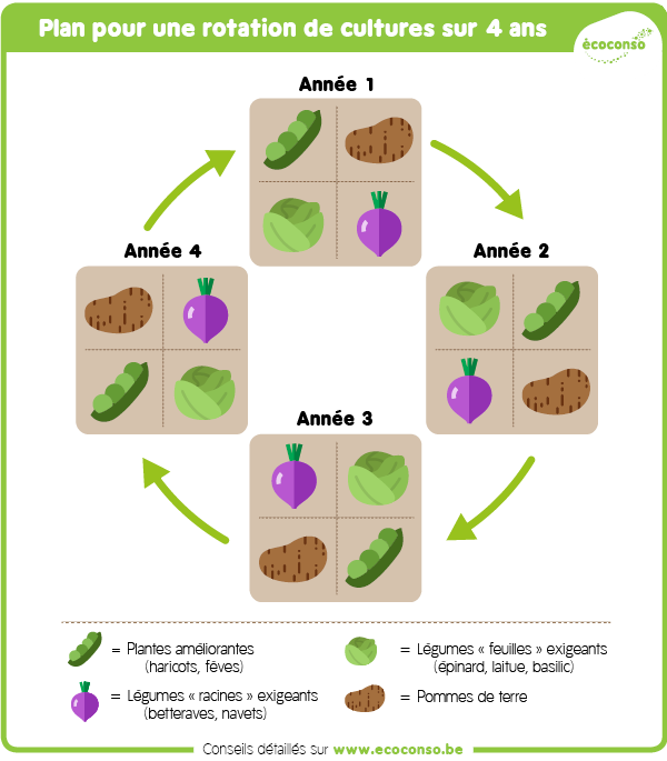Rotation des cultures