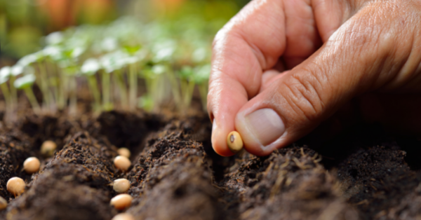 Comment repiquer ses semis de légumes au potager