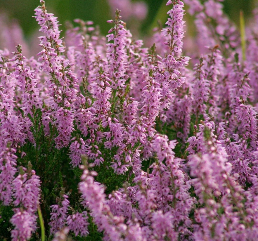 La Calluna vulgaris est vivace et mellifère