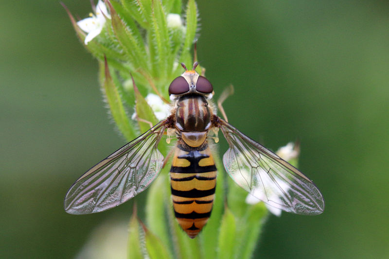 Syrphe (Episyrphus balteatus) Syrphe (Episyrphus balteatus)