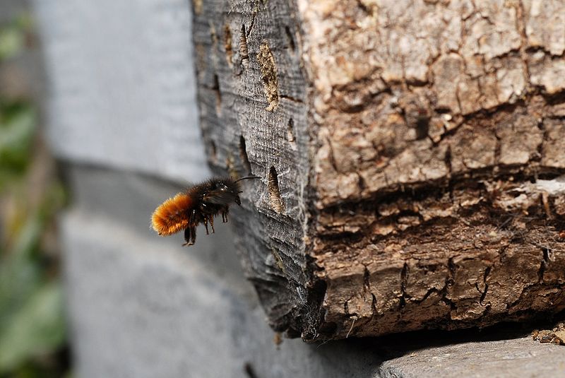 Osmie (Osmia cornuta) 