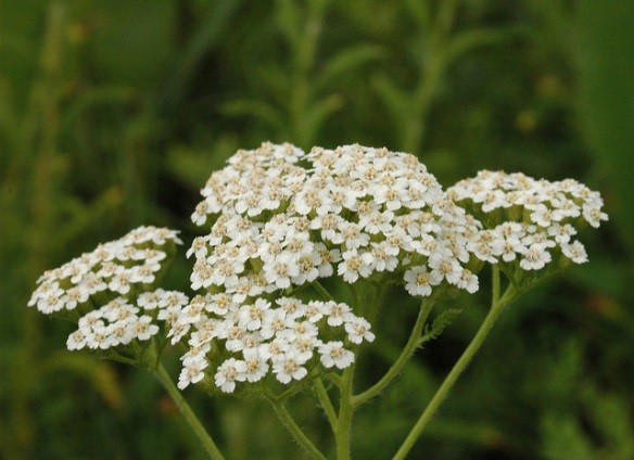 Achillée millefeuille