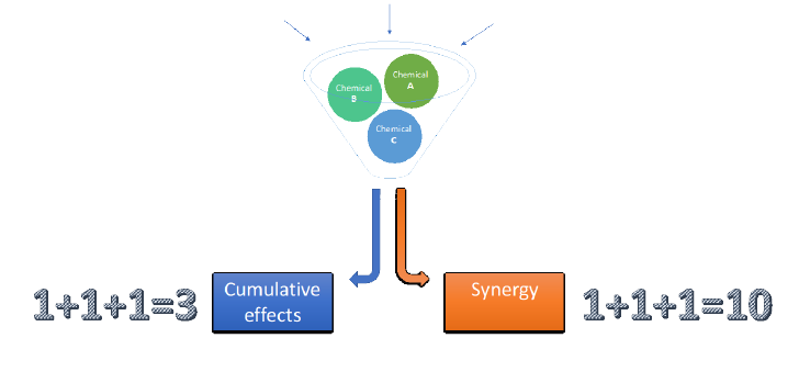 Addition et synergie : deux modes d'action des perturbateurs endocriniens