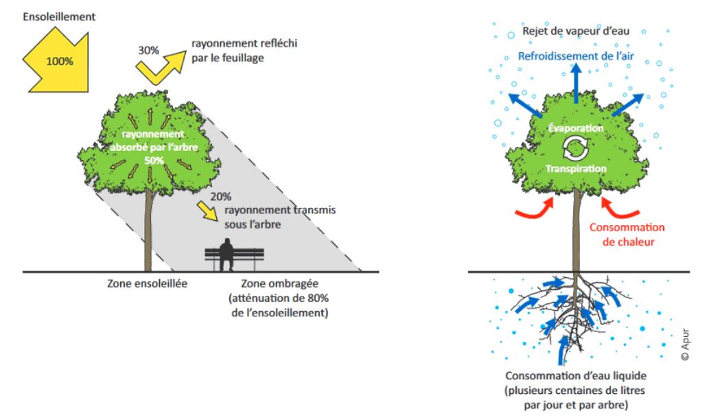 Mise À Plat De La Jeune Plante En Croissance Avec L'icône De La Douche D' arrosage, De L'engrais, Du Thermomètre Et Du Nuage De Pluie Pour Le Concept  De Technologie De Plantation Banque