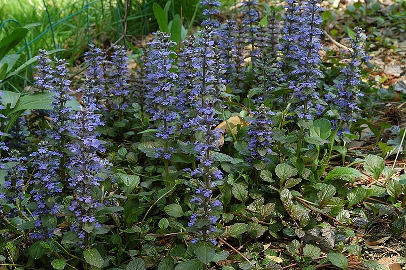Bugle rampant