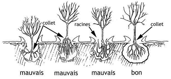 A quelle profondeur planter la haie