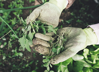 Enlever les mauvaises herbes au fur et à mesure par sarclage