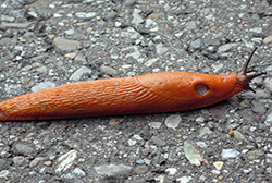 Grosse limace rouge, peu nuisible au potager