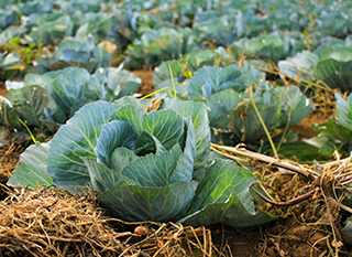 Pailler le potager