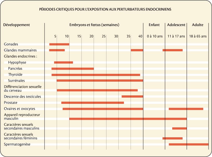 Perturbateurs endocriniens : périodes de risque accru au cours de la vie