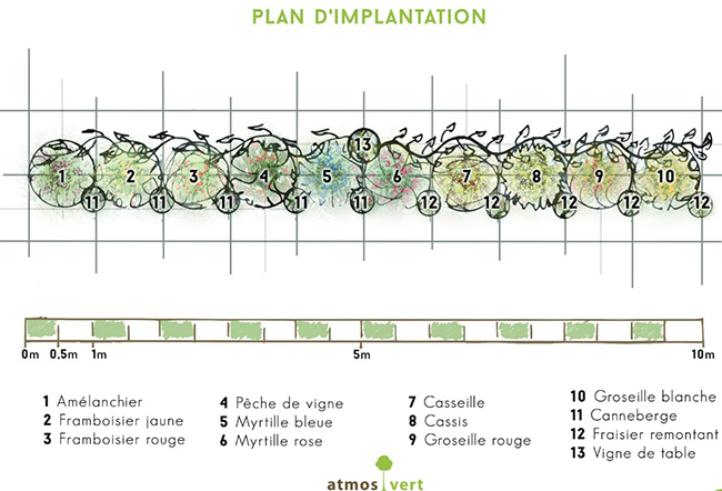 Exemple de plan de plantation d'une haie comestible