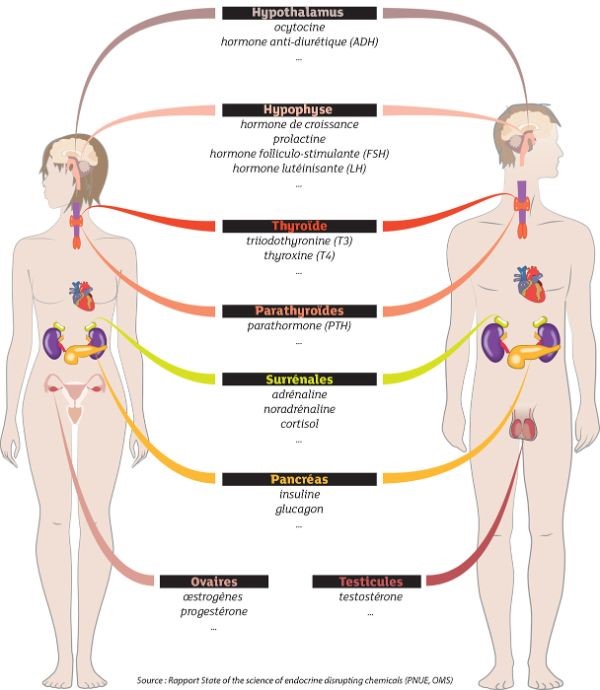 Fonctionnement des hormones