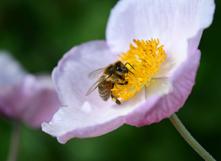 L'abeille, sentinelle de la biodiversité