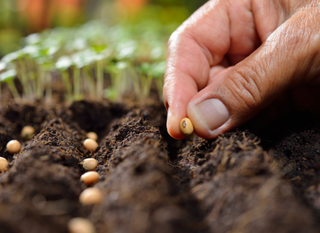 Faire des semis pour le potager : 9 questions-réponses 