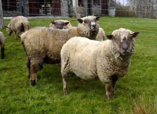 2 x Paillis 100% laine chacune 100 cm B x 200 cm L Jardin laine laine de mouton 